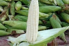 如何選擇糯玉米品種，糯玉米有哪些優(yōu)良品種？
