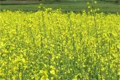 上海地區(qū)雙低油菜品種有哪些？