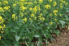什么是“雙低”油菜，是指什么雙低？