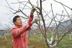 油桃樹如何通過修剪實(shí)現(xiàn)早產(chǎn)、豐產(chǎn)？