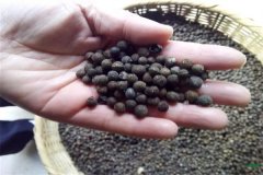 香樟樹種子可以育苗嗎？香樟苗怎么栽植養(yǎng)護？