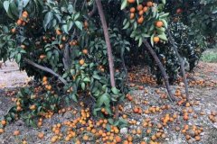 柑橘落果的原因有哪些，發(fā)生嚴(yán)重落果如何補(bǔ)救