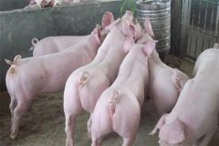 什么是商品豬？什么是肉脂型、瘦肉型豬？