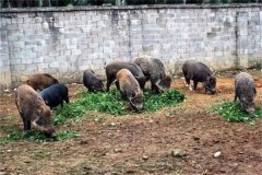 飼養(yǎng)野豬要注意哪些問(wèn)題 野豬能與家豬雜交嗎？