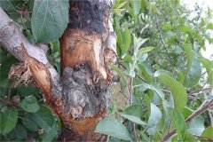 蘋果樹腐爛病的癥狀表現(xiàn)有哪些，如何防治？