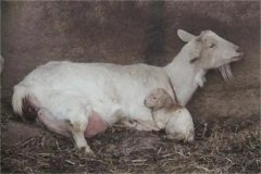 母羊分娩應(yīng)注意些什么，產(chǎn)后無(wú)奶怎么辦？