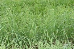 養(yǎng)羊常用哪些牧草，羊的飼養(yǎng)要注意哪方面？