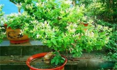 金銀花的修剪方法，如何修枝整形？