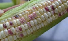糯玉米種子如何處理，應(yīng)何時(shí)播種？