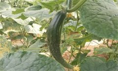 種植黃瓜為什么會(huì)出現(xiàn)畸形瓜？