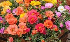 讓夏季花卉開得更好的方法，夏季養(yǎng)花注意事項(xiàng)