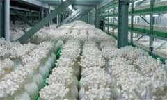 金針菇栽培配方，如何防止金針菇提早開(kāi)傘？