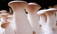杏鮑菇菌蓋上會(huì)長疙瘩、出菇后會(huì)開裂怎么辦？