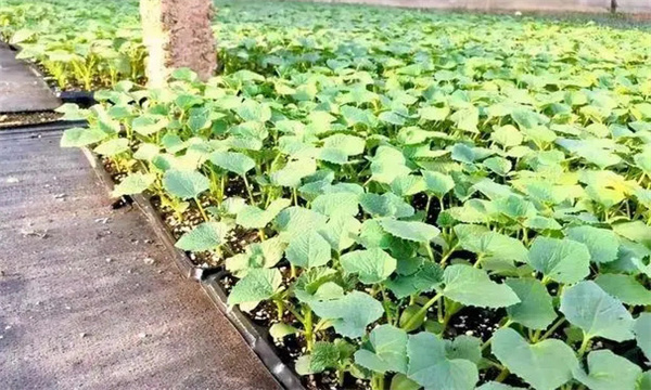 甜瓜苗出現(xiàn)枯芽、黃芽是什么原因