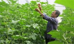 哈密瓜如何整枝留瓜，種植哈密瓜應注意什么？