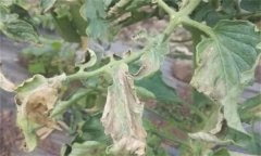 如何防治番茄晚疫病，其發(fā)病條件有哪些？