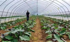 大棚蔬菜撒施肥料有什么危害？