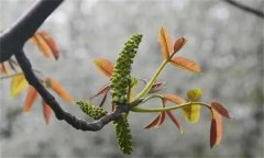 核桃雄花分化有幾個時期？