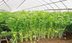 怎樣才能種好冬芹菜？