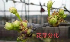 梨樹開花結(jié)果有什么特點？