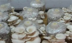 如何防治平菇腐爛病？