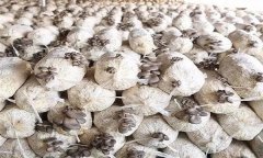 平菇發(fā)菌過程中產(chǎn)生雜菌的原因有哪些？