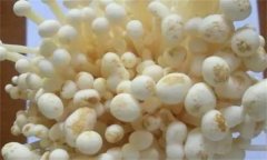 如何防治金針菇黑斑病，其發(fā)病條件是什么？