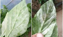 辣椒白粉病是什么原因引起的，如何防控？