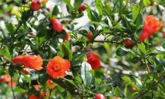 石榴大量落花落果的原因是什么？