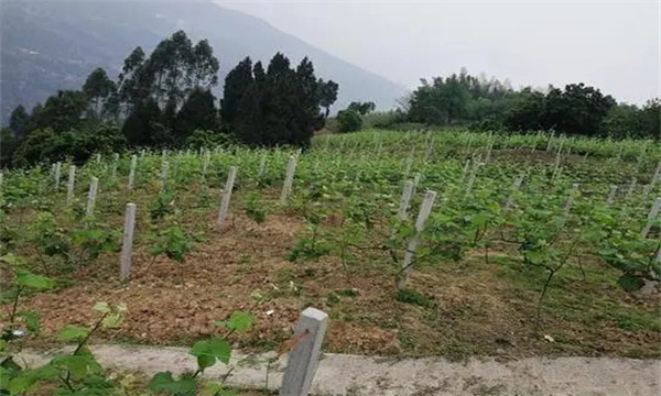 在河灘地、山地、鹽堿地和黏土地上建葡萄園