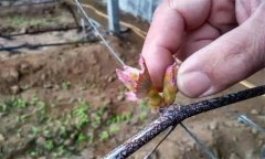 葡萄抹芽的作用是什么，怎樣進(jìn)行葡萄抹芽定梢