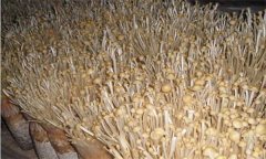 如何防治金針菇鏈孢霉菌？