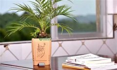 美麗針葵風(fēng)水作用 如何栽培和養(yǎng)護美麗針葵？