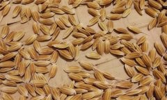 常規(guī)稻能自己留種嗎？它與無公害水稻有何不同