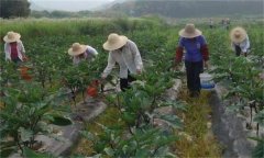 茄子如何高效施肥，給茄子施肥要注意什么？