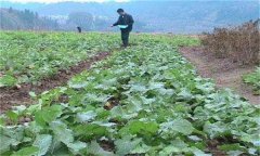 油菜如何施肥？油菜施用磷肥為什么能顯著增產