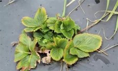 怎樣防治草莓病毒??？