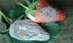 怎樣防治草莓白粉??？