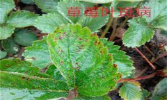 怎樣防治草莓葉斑?。ㄉ哐鄄。?？