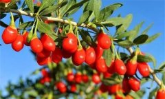 枸杞灌水的時間、方法與灌水量問題