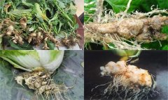 如何防治大白菜根腫病，其發(fā)生原因是什么？