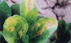 菠菜炭疽病的危害癥狀有哪些？如何防治？
