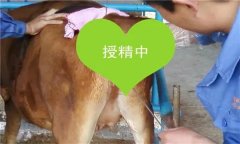 如何把握母牛輸精時間 輸精前應(yīng)做好哪些準備？