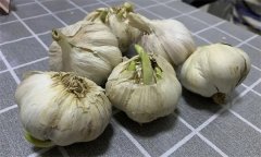 大蒜萌發(fā)期、幼苗期、鱗莖期、休眠期生育特點(diǎn)