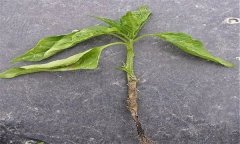 蔬菜苗期立枯病有哪些癥狀？用什么藥最好？