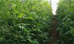番茄定植前已施大量底肥，花前還追不追肥？