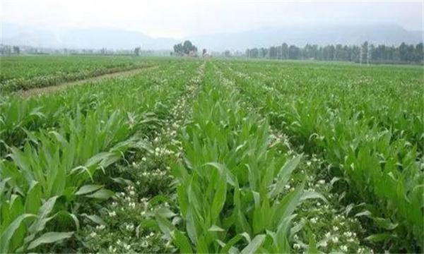 大蒜、玉米套種栽培技術(shù)要點(diǎn)