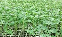 番茄怎樣育苗？番茄育苗技術(shù)操作要點