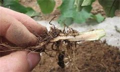 茄子漚根是什么原因造成的 怎樣預(yù)防茄子漚根？