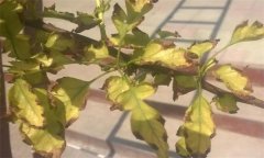 山楂缺鐵的癥狀、產(chǎn)生因素與補(bǔ)救措施